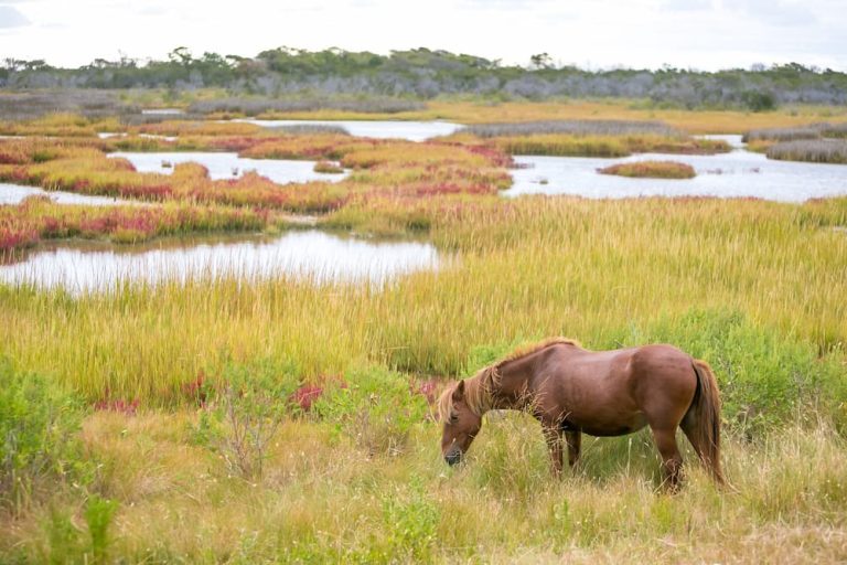 Take An Assateague Island Cruise (1)